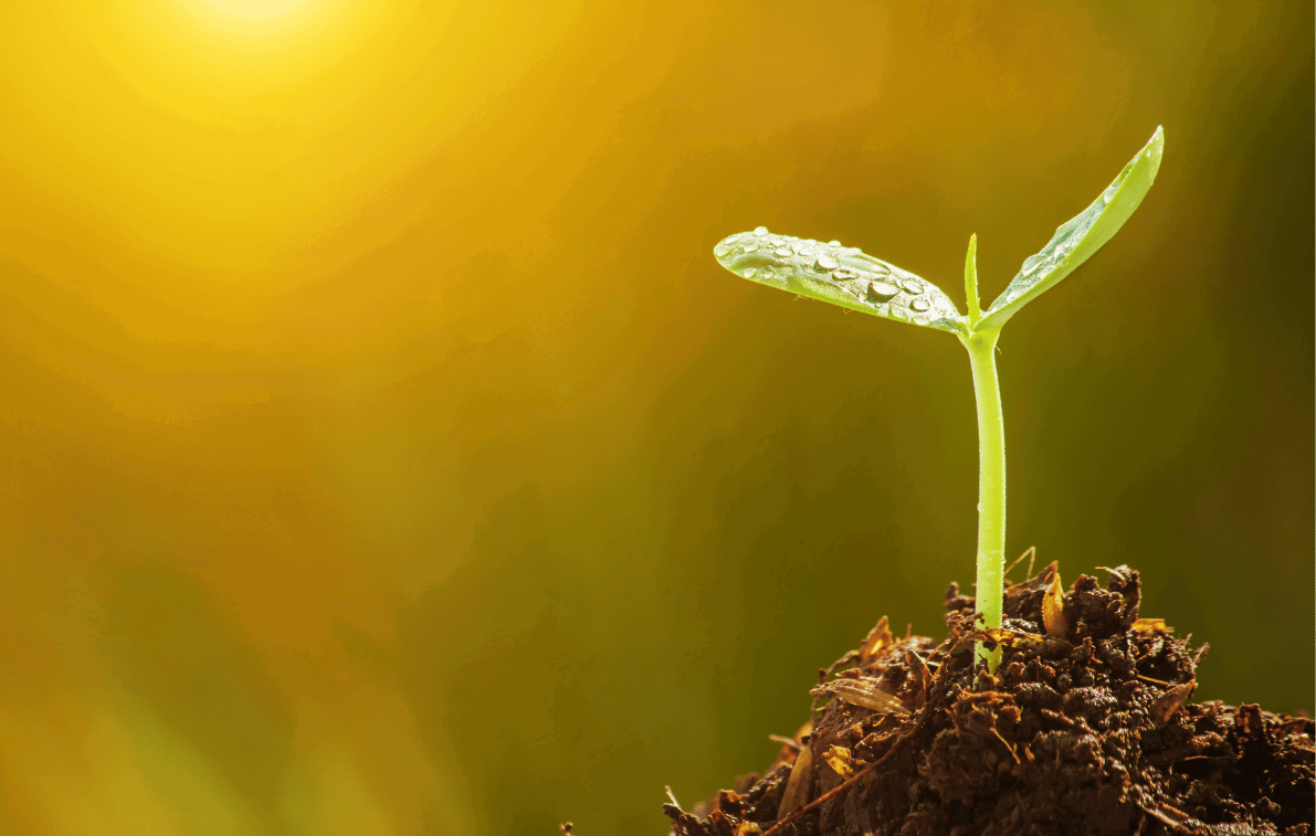 Blooming seed in sunlight