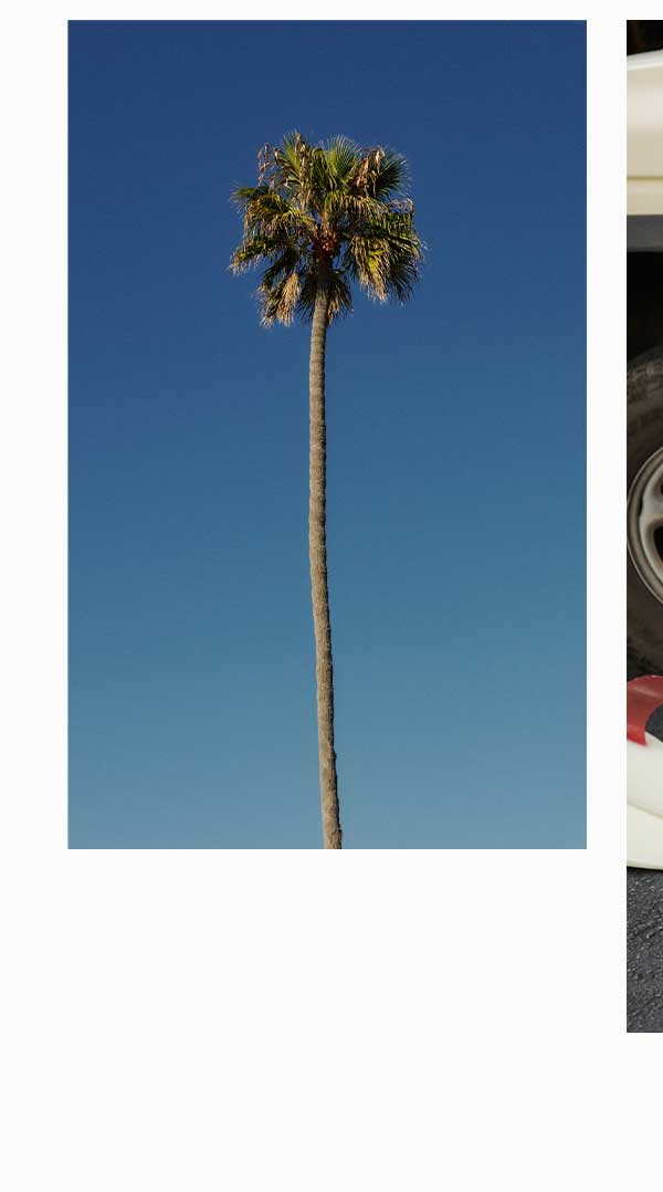 Palm Tree with blue sky
