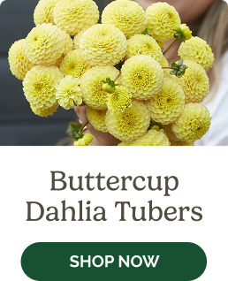 Buttercup Dahlia Tubers