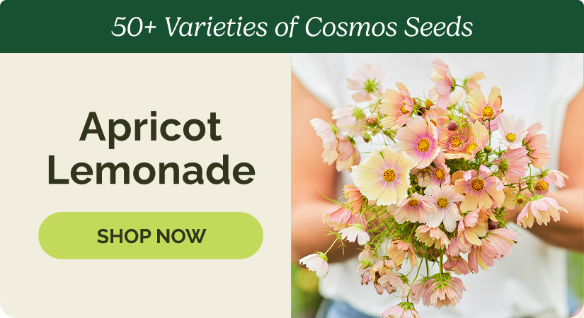 Cosmos- Apricot Lemonade