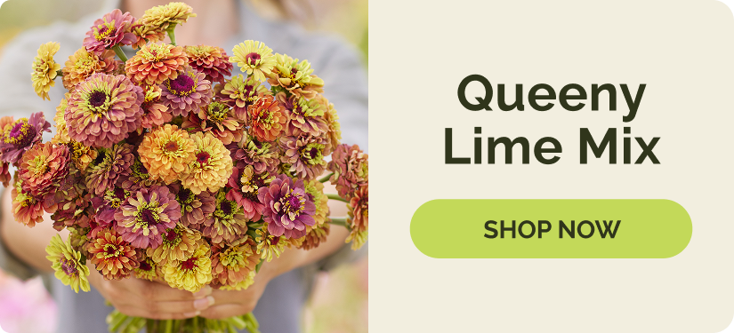 Zinnias - Queeny Lime Mix