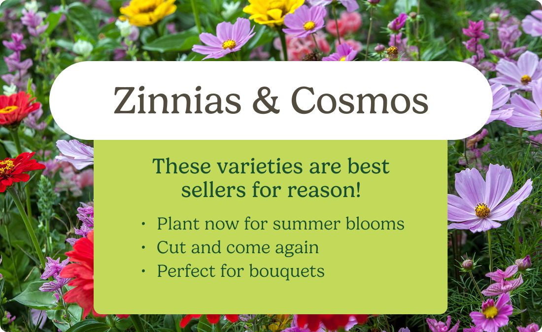 Zinnias & Cosmos - These varieties are best sellers for a reason!  Plant now for summer blooms; Cut and come again; Perfect for bouquets