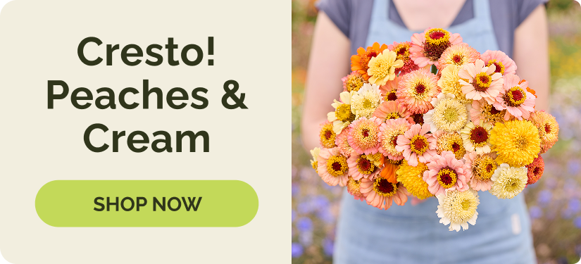Zinnias - Cresto! Peaches & Cream