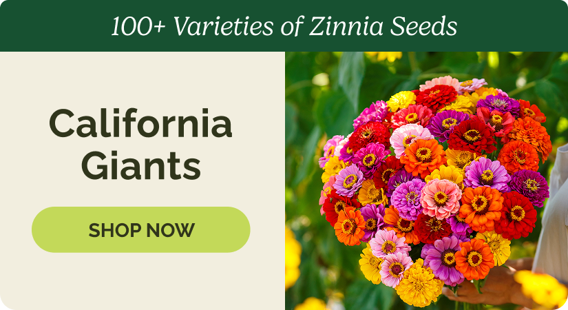 Zinnias - California Giants