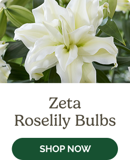 Zeta Roselily Bulbs
