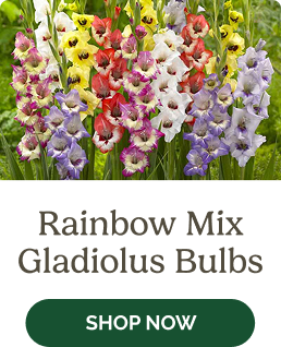 Rainbow Mix Gladiolus Bulbs