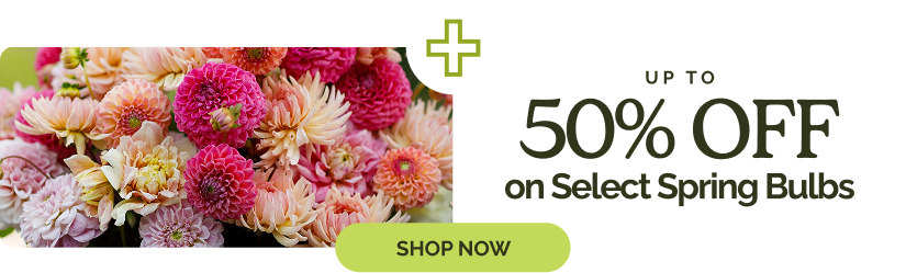 + Up to 50% Off on Select Spring Bulbs; SHOP NOW