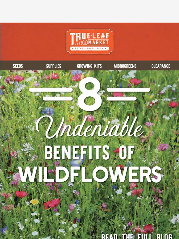 🌼Wildflowers: Your Garden's Secret Weapon