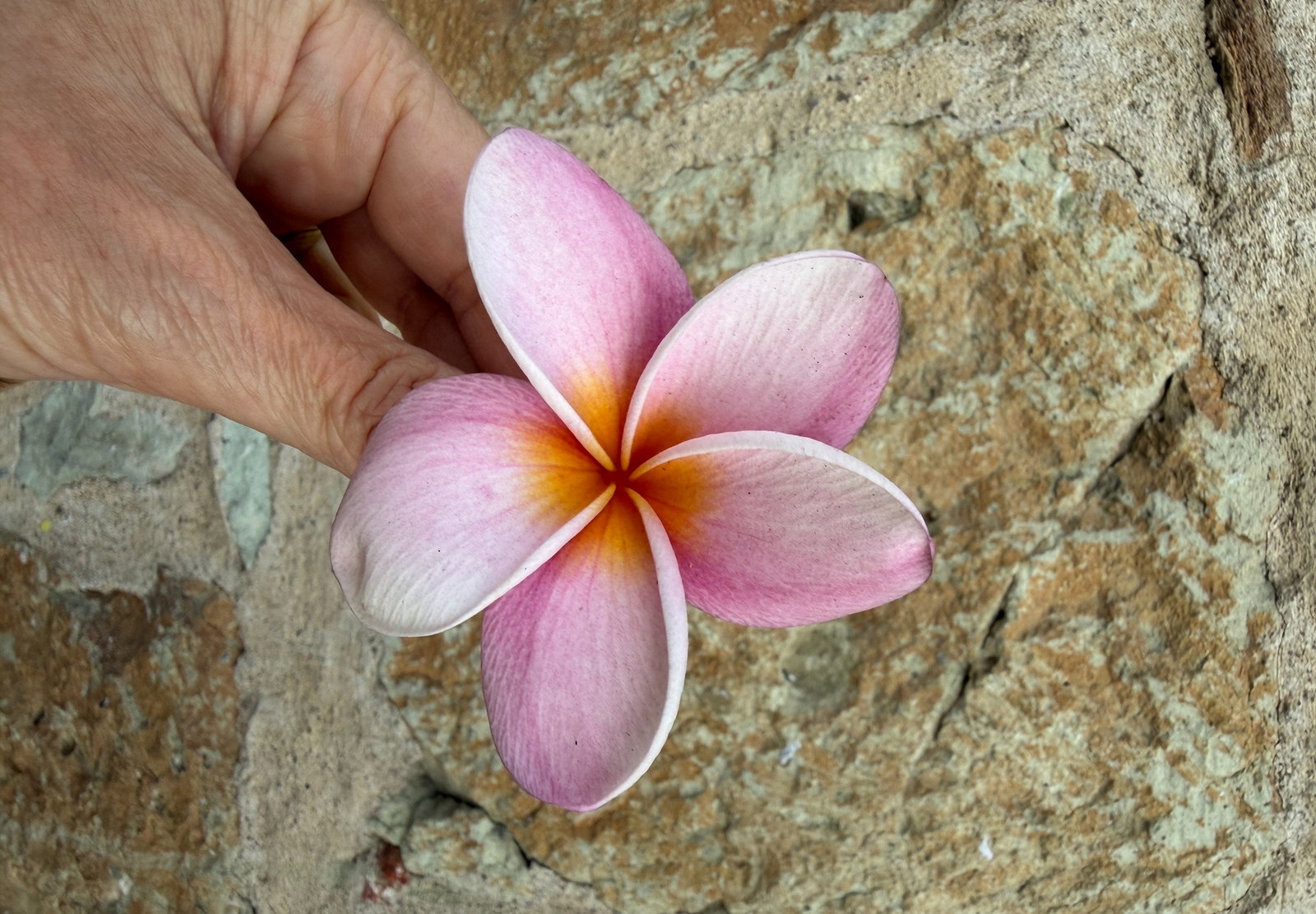 a hand holding a flower