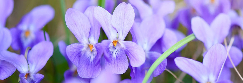 Violet Crisp, green, and watery with fresh and soft floral undertones