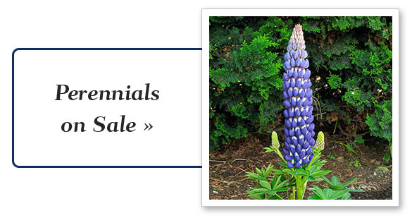 perennial_plants