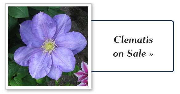 clematis_vines