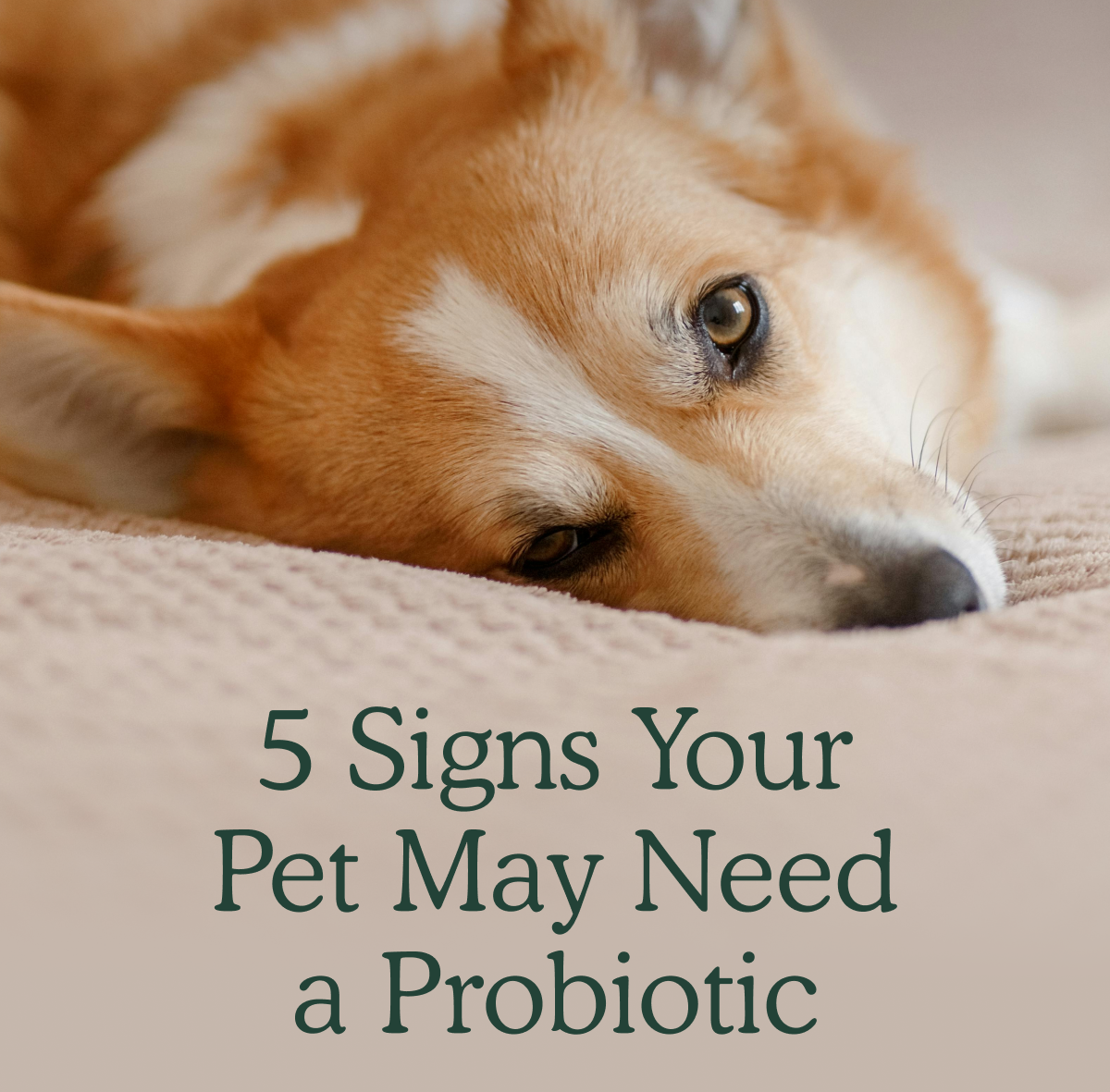 5 Signs Your Pet May Need a Probiotic