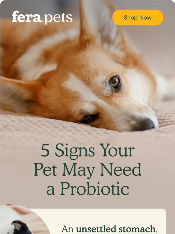 Is Your Pet’s Gut Out of Balance?