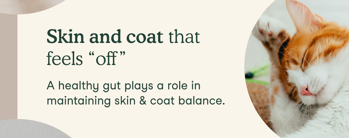 Skin and coat that feels “off”