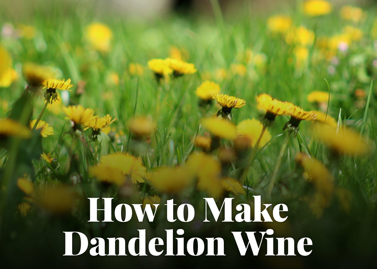 How to Make Dandelion Wine
