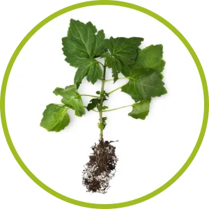 Ingredient: Dark Sumatran Patchouli Oil