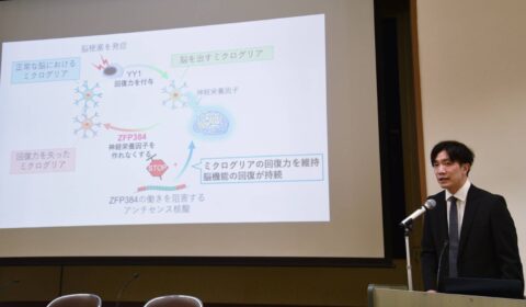 Japan team identifies drug candidate that may extend recovery after stroke