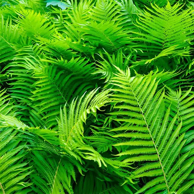 Image of Bracken Fern