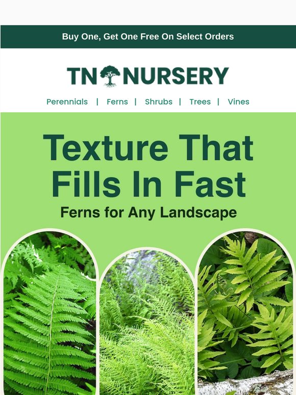 Ferns That Just Work + Buy 1, Get 1 Free! 🌿