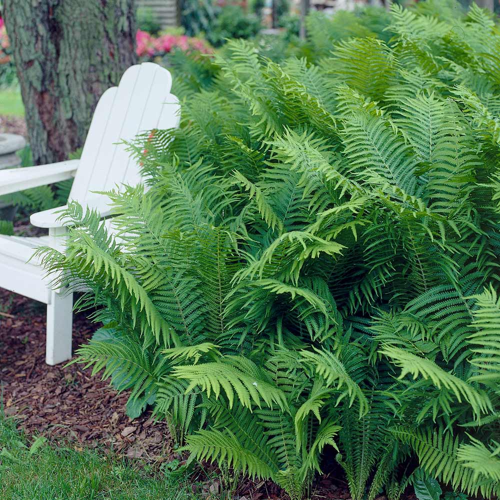 Image of Giant Ostrich Fern