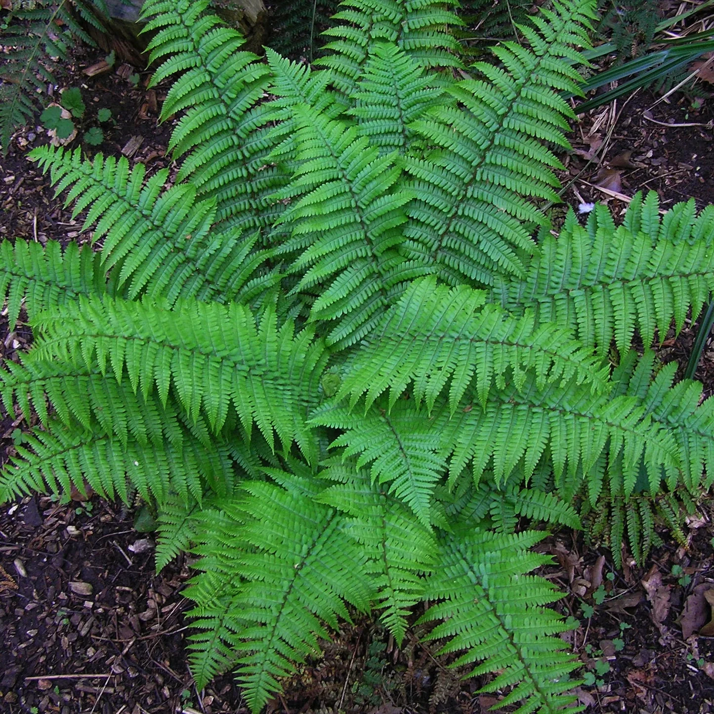 Image of Christmas Fern