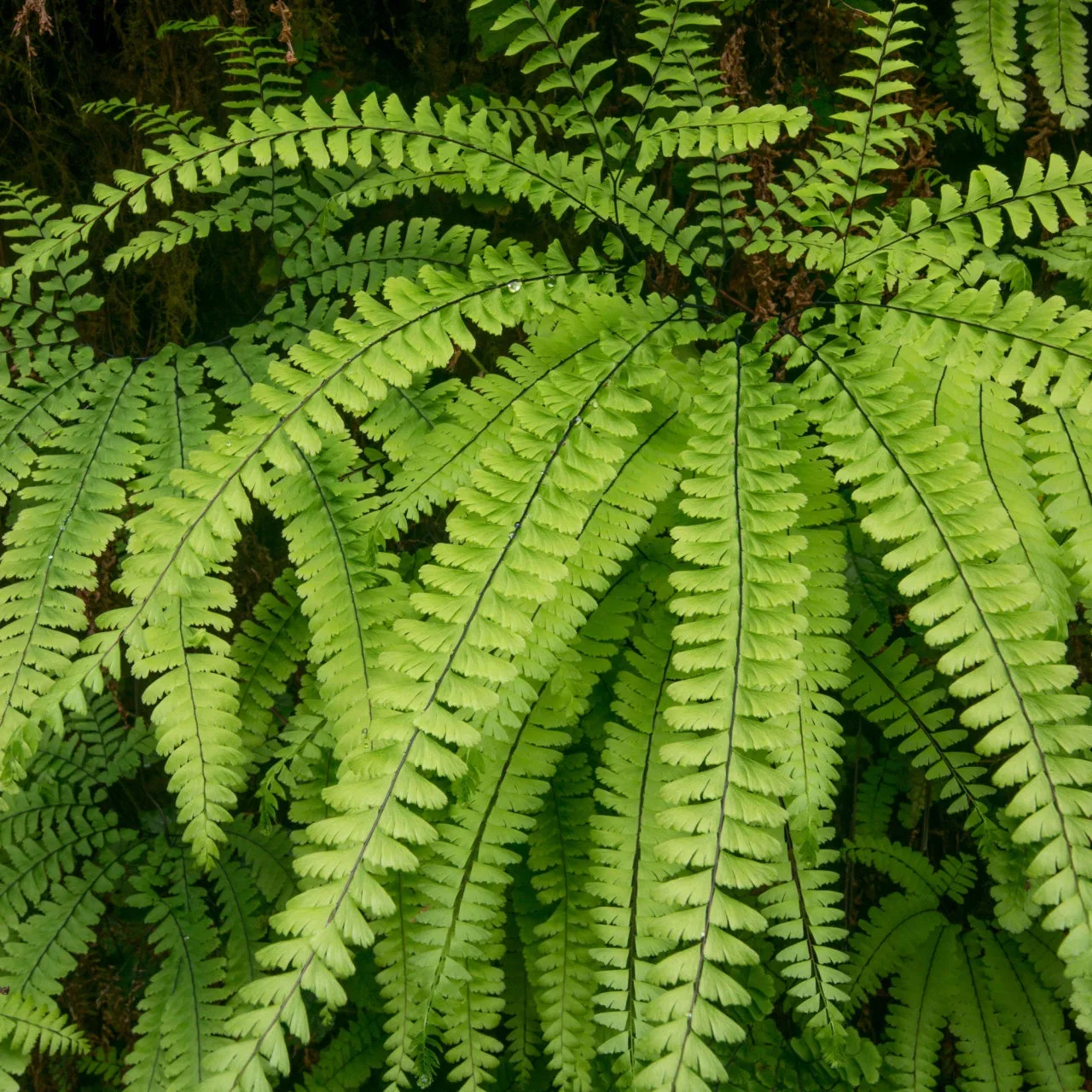 Image of Maidenhair Fern