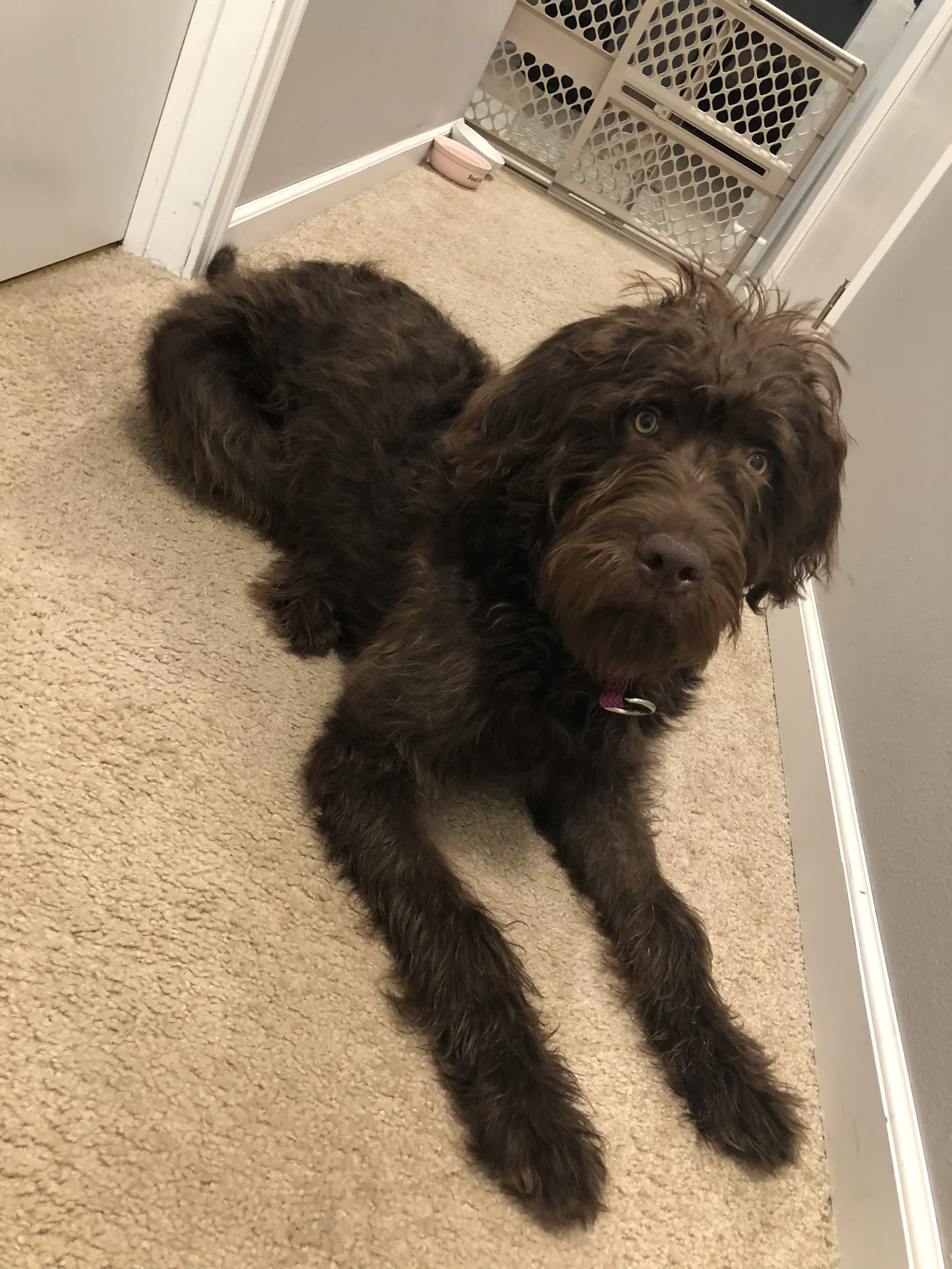Chocomila at age 1