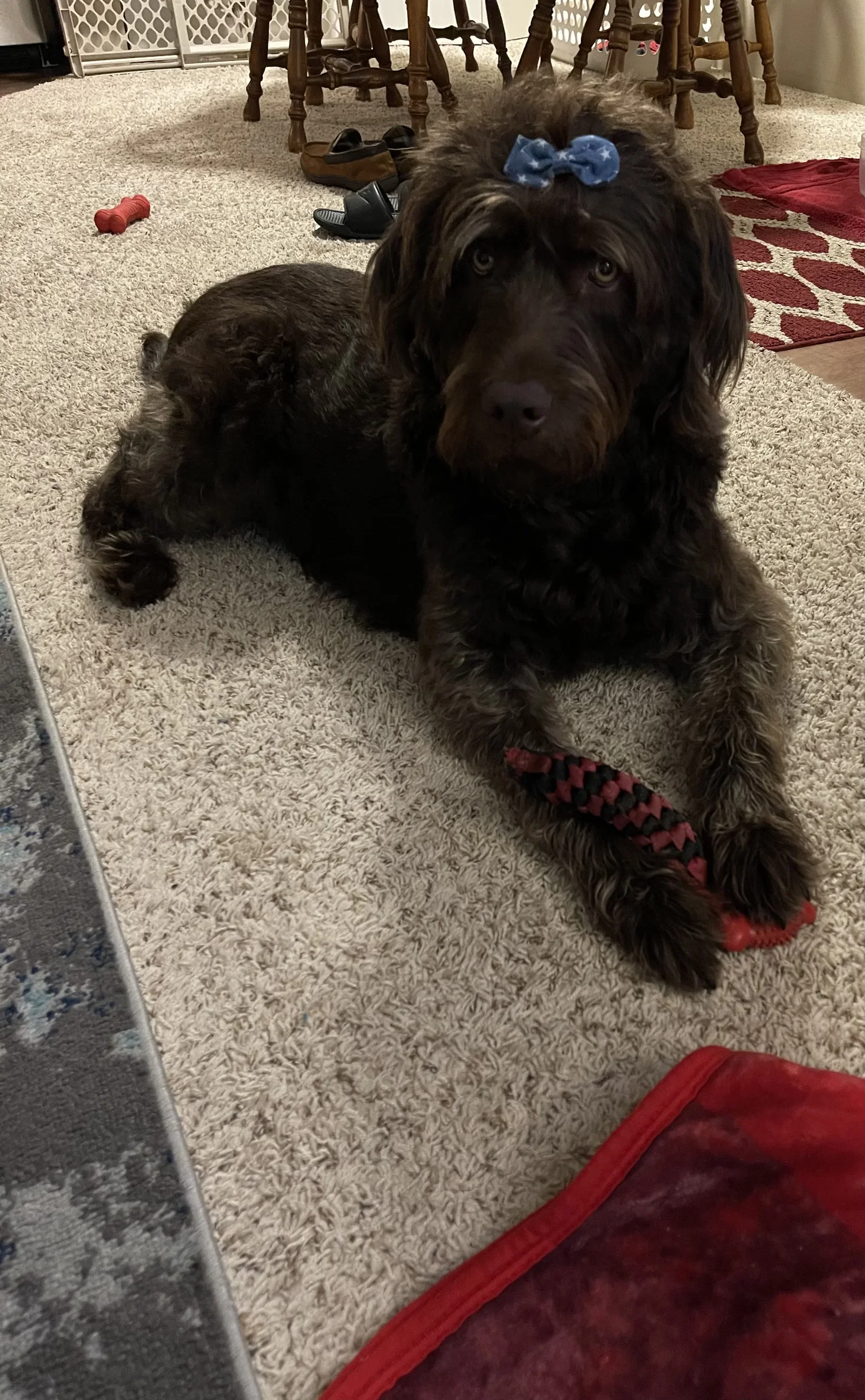 Chocomila at age 3