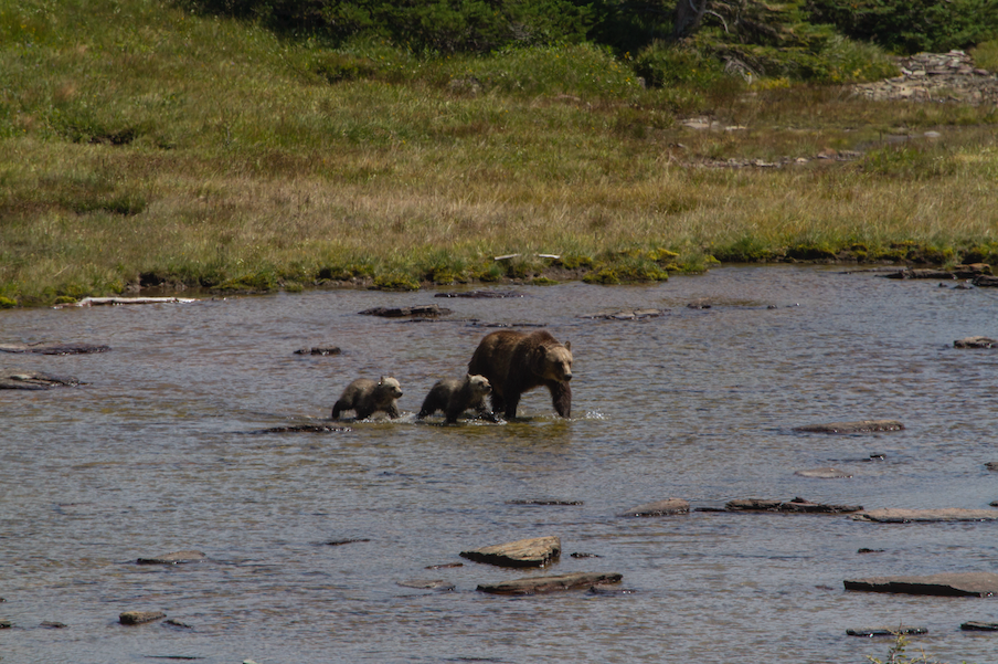 grizzly bear and cubs walking in water