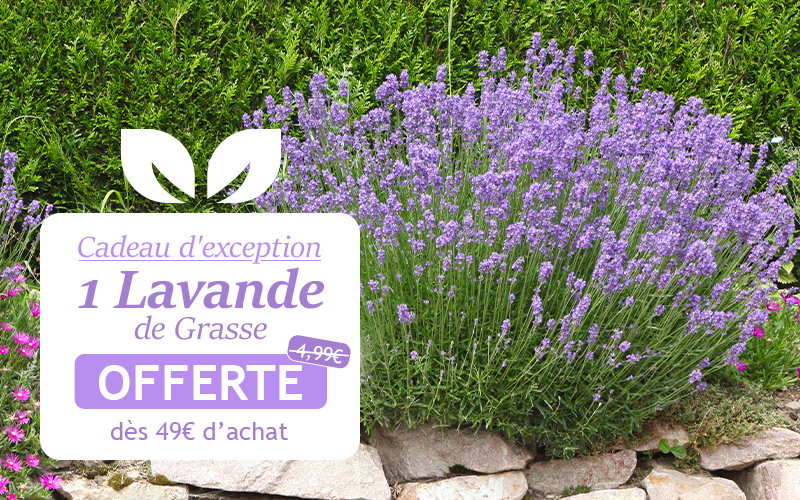 La lavande de Grasse offerte dès 49€ d’achats
