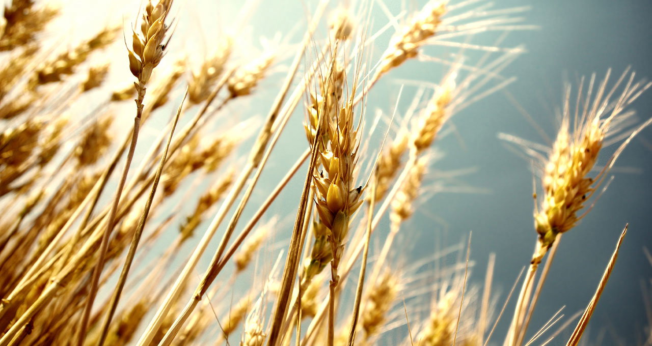 Shop Beer Grains