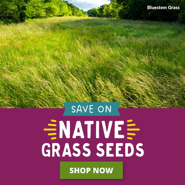 Grass Meadow