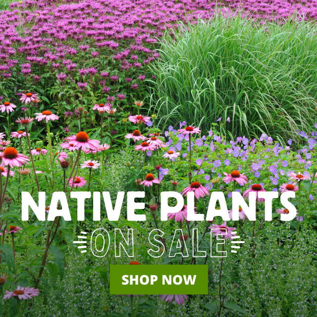 native perennials