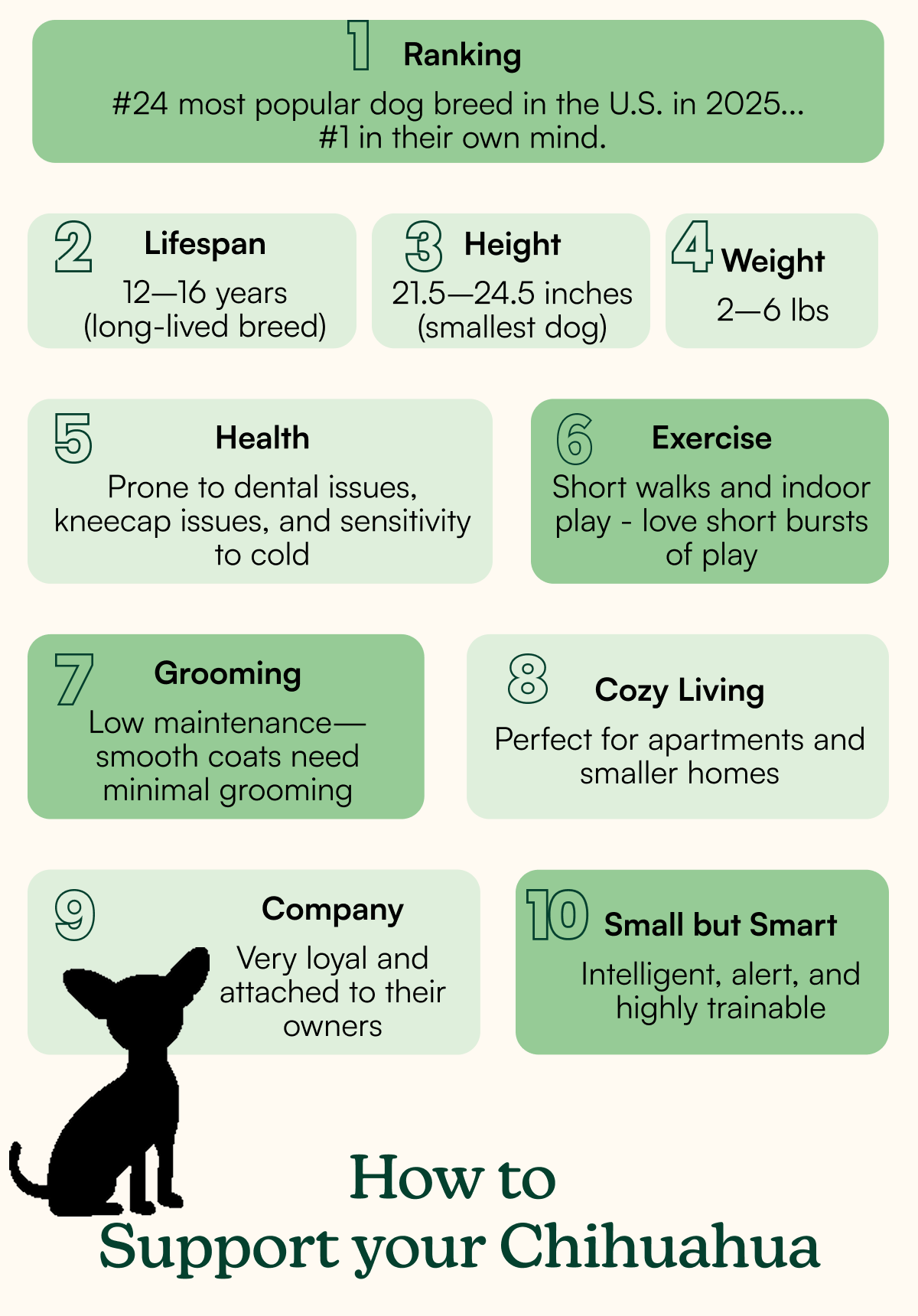How to Support your Chihuahua