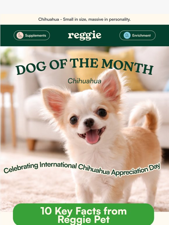 ⭐Dog of the Month: Chihuahua