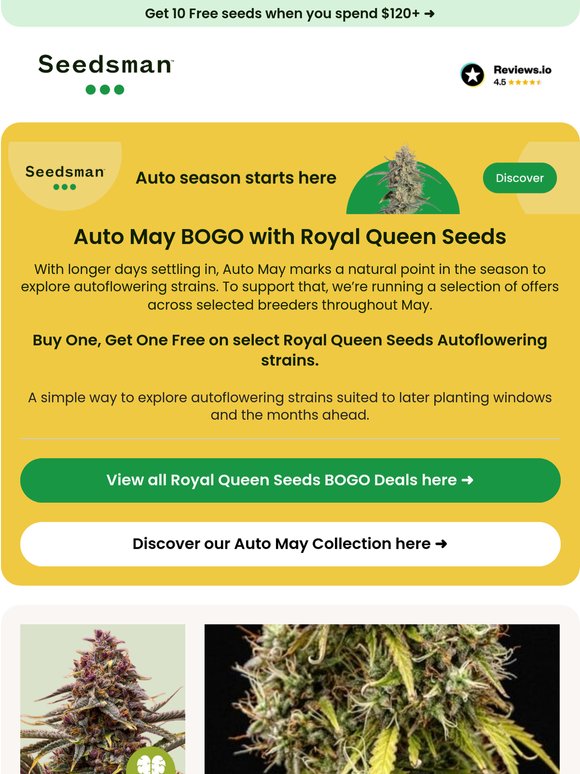 Royal Queen Seeds, Auto May