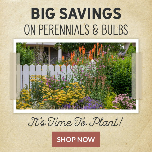 Big savings on perennials & bulbs
