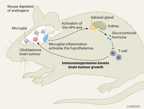 A diagram showing the connection between the depletion of sex hormones called androgens and the suppression of the immune system in mice with brain tumours. 