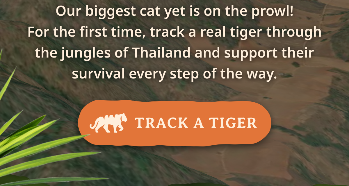 Our biggest cat yet is on the prowl! For the first time, track a real tiger through the jungles of Thailand and support their survival every step of the way.