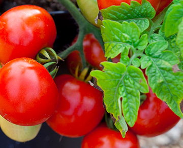 Growing tomatoes – top tips