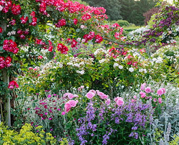 Festival of Roses at RHS Rosemoor| 13 Jun – 12 Jul