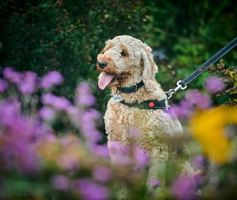 Walkies at RHS Gardens