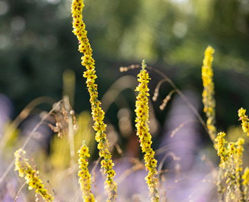 May’s wildlife wonder: Verbascum