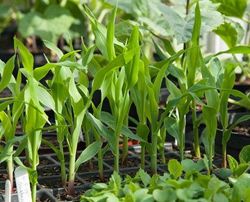Harden off tender plants