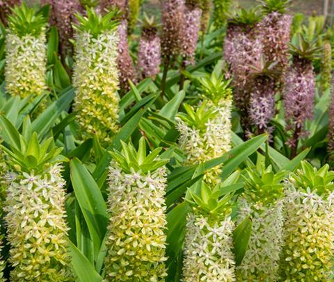10 award-winning bulbs for your summer border