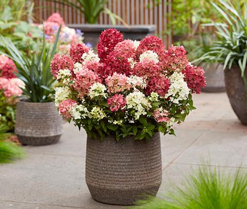 RHS Chelsea Plant of the Year 2026