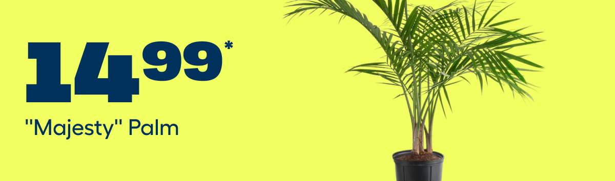 $14.99* ''Majesty'' Palm