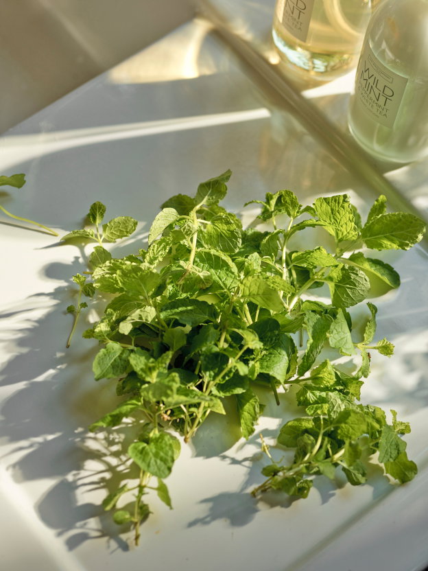 Wild Mint Collection