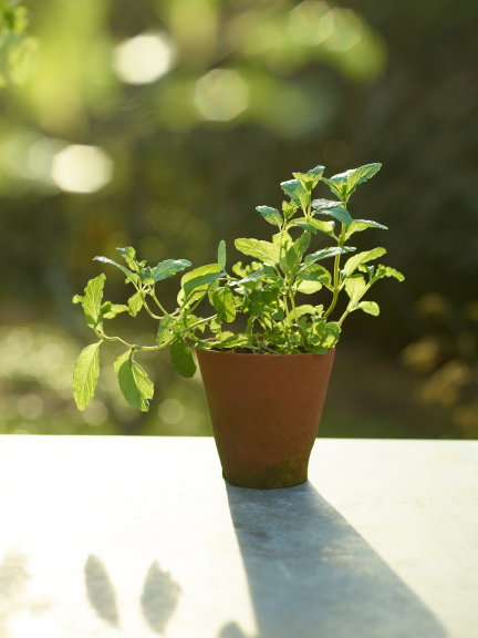 Wild Mint Collection
